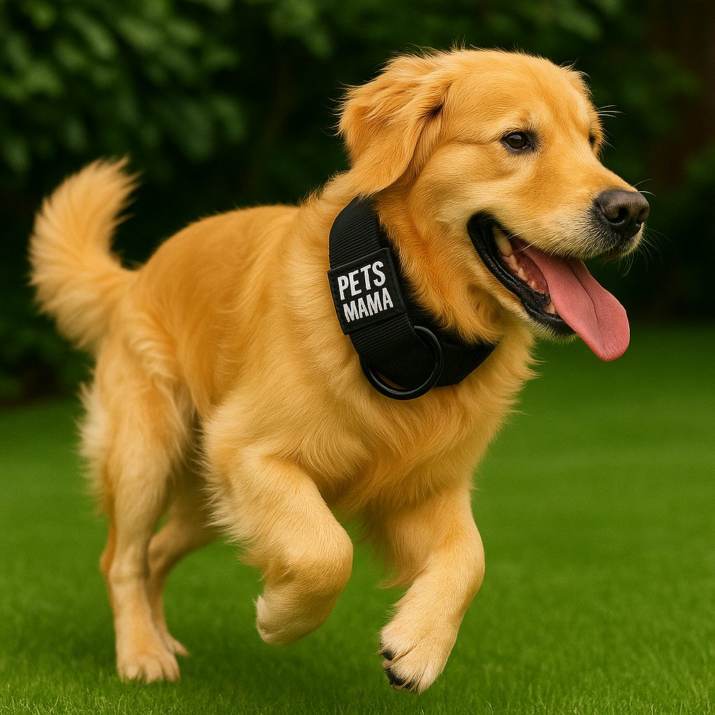 Tactical Dog Collar with Harness, Handle & AirTag Holder Pocket