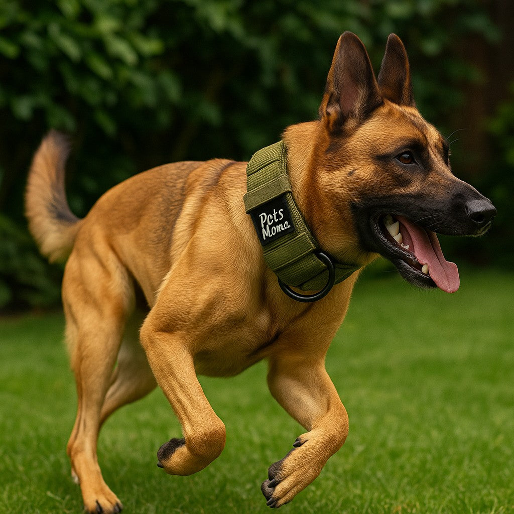Tactical Dog Collar with Harness, Handle & AirTag Holder Pocket